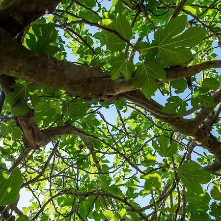 Estia Anogaia By Agroholidays * Ora